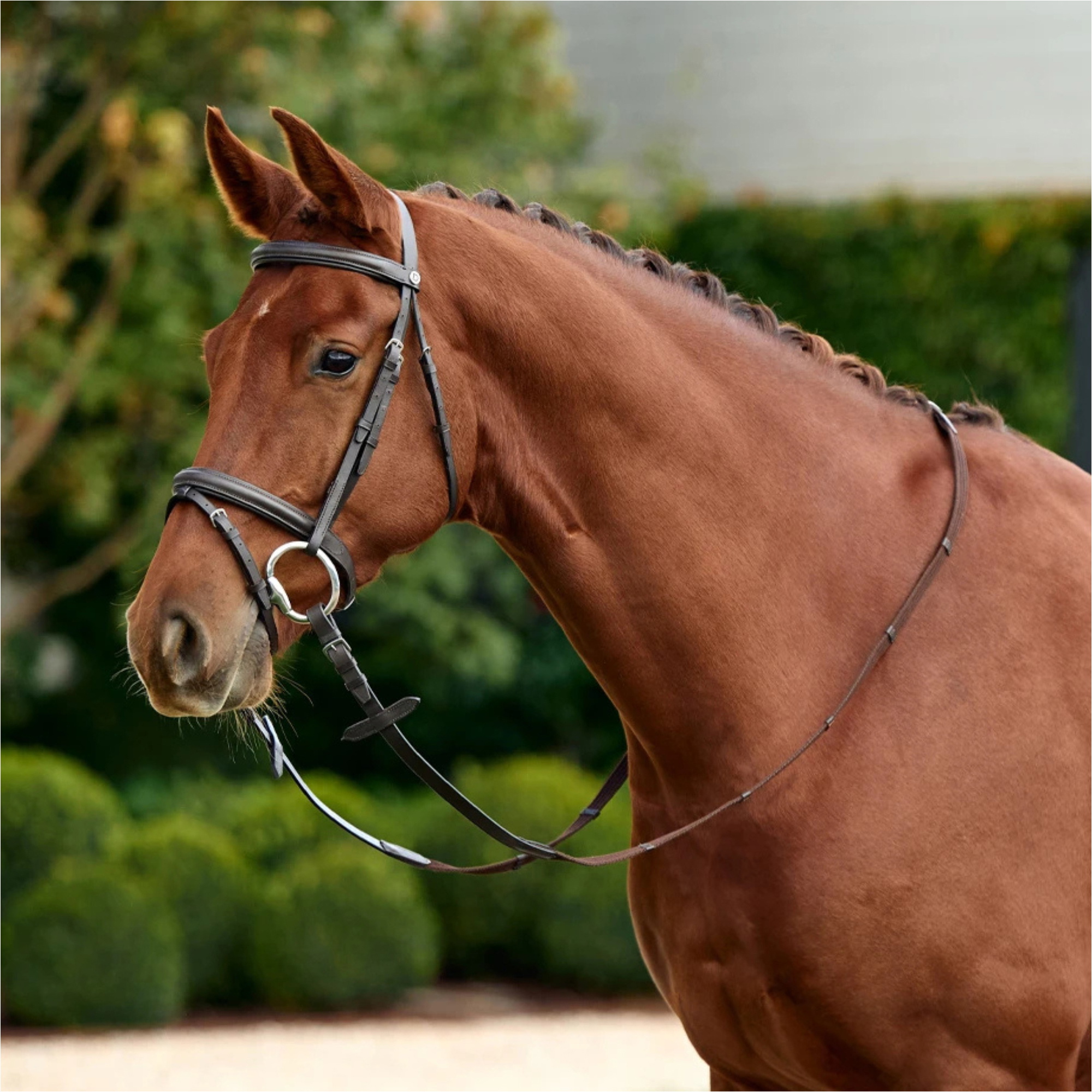2026 Dublin Padded Flash Bridle 1031497 - Brown